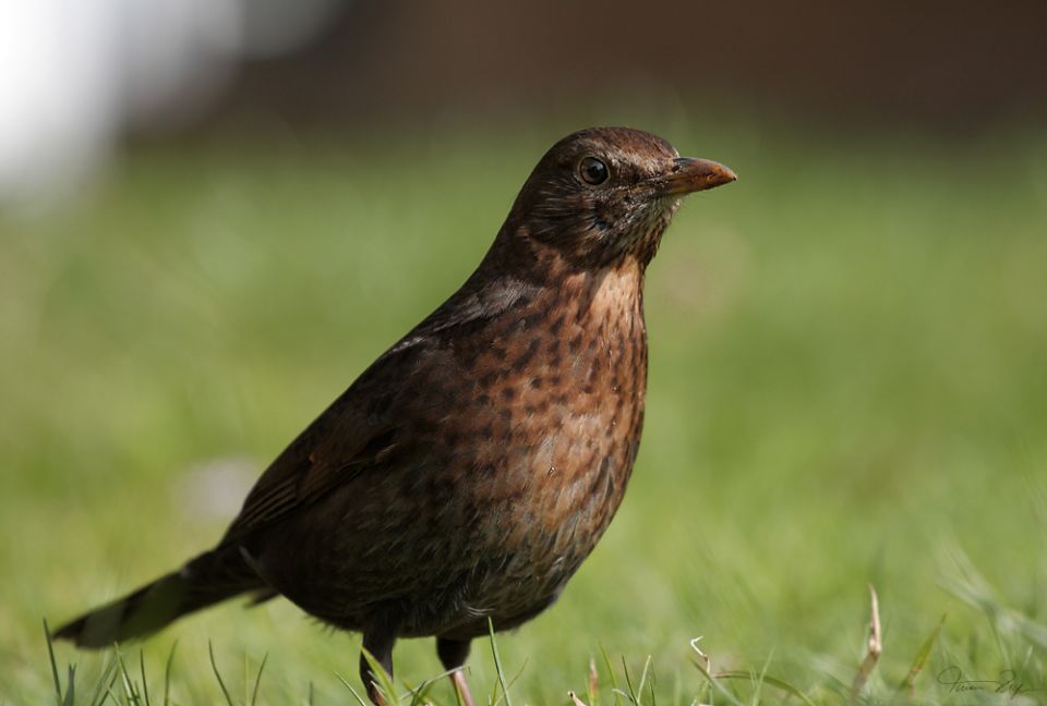 Amsel01.jpg